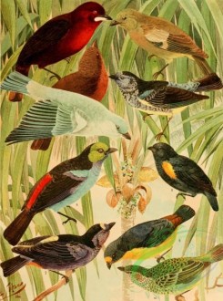 birds_full_color-01308 - 032-rhamphocoelus jacapa, tanagra episcopus, tanagra palmarum, calliste flaviventris, calliste yeni, tanagrella velia, euphonia cayana, euphonia violacea, calliste punctata