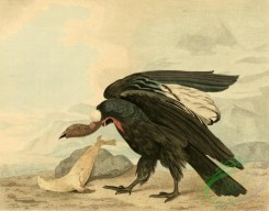 birds_full_color-01389 - Magellanic Vulture, Condor, vultur magellanicus