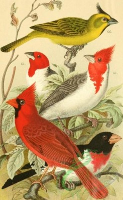 birds_full_color-01910 - coccothraustes virginianus, coccothraustes cucullatus, coccothraustes dominicanus, coccothraustes cristatellus, coccothraustes ludovicianus