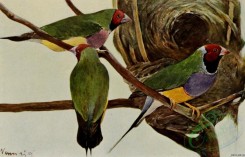 birds_full_color-02033 - poephila mirabilis