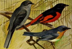 birds_full_color-02045 - myiadestes townsendi, Scarlet Minivet, pericrocotus speciosus, Tickell's Blue-Flycatcher, cyornis tickelliae