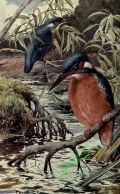 birds_full_color-02077 - Kingfisher, alcedo ispida