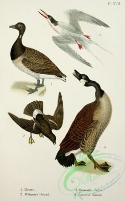 birds_in_flight-00028 - Brant, Wilson's Petrel, Roseate Tern, Canada Goose