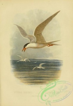 birds_in_flight-00191 - Common Tern, sterna hirundo