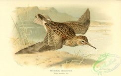 birds_in_flight-00197 - Pectoral Sandpiper, tringa maculata, 2
