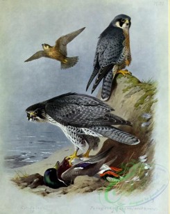 birds_in_flight-00432 - Gyrfalcon, Peregrine Falcon