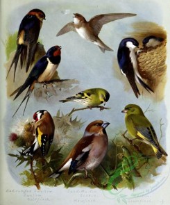 birds_in_flight-00434 - Red-rumped Swallow, Swallow, Goldfinch, Sand Martin, Siskin, Hawfinch, Martin, Greenfinch