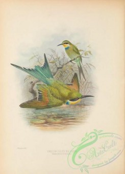 birds_in_flight-00518 - Swallow Tailed Bee-eater, merops dicrocercus furcatus