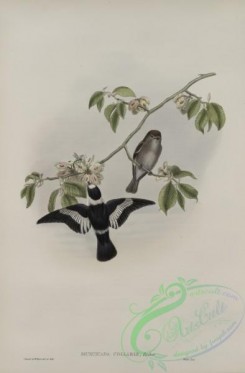birds_in_flight-00565 - 288-Muscicapa collaris, White-collared Flycatcher