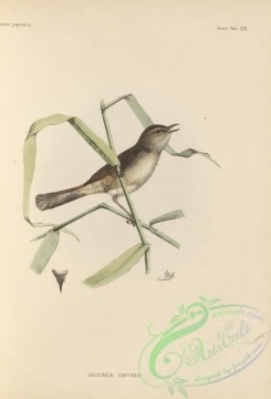 birds_of_japan-00031 - 028-salicaria cantans