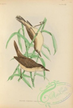 birds_of_japan-00033 - 030-salicaria turdoides orientalis