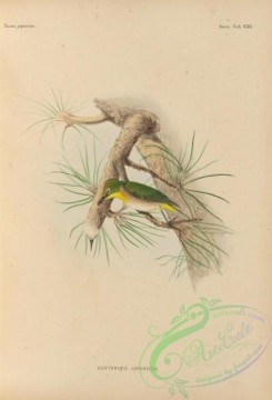 birds_of_japan-00039 - 036-Japanese White-eye, zosterops japonicus