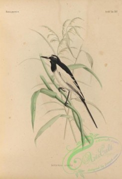 birds_of_japan-00042 - 039-Black-backed Wagtail, motacilla lugens