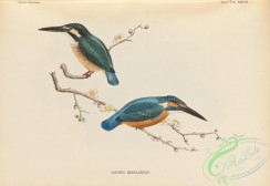 birds_of_japan-00055 - 054-calcedo bengalensis