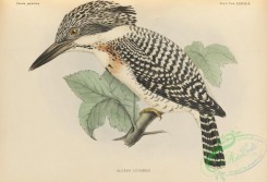 birds_of_japan-00056 - 055-Crested Kingfisher, alcedo lugubris