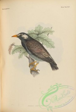 birds_of_japan-00060 - 063-White-cheeked Starling, sturnus cineraceus