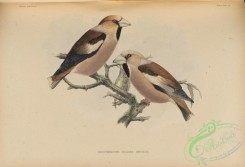 birds_of_japan-00066 - 069-coccothraustes vulgaris japonicus