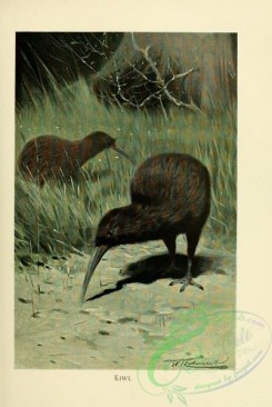 birds_of_paradise-00002 - Kiwi