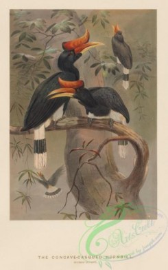 birds_of_paradise-00139 - Concave-casqued Hornbill, buceros bicornis