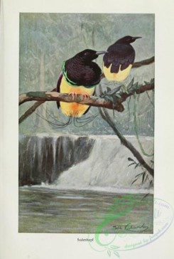 birds_of_paradise-00151 - Twelve-wired Bird-of-Paradise, seleucidis melanoleucus