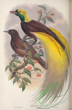birds_of_paradise-00242 - Greater Bird-of-paradise, paradisea apoda