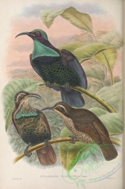 birds_of_paradise-00249 - ptilorhis paradisea