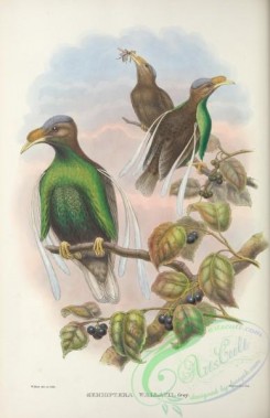 birds_of_paradise-00252 - Standardwing Bird-of-Paradise, semioptera wallacii