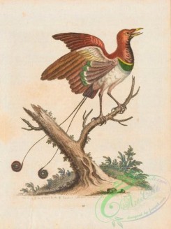 birds_of_paradise-00269 - 111-Supposed King of the greater Bird of Paradise, manucodiata rex