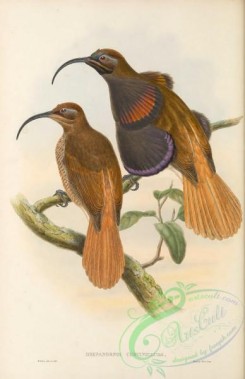 birds_of_paradise-00281 - 010-Bennett's Bird of Paradise, drepanornis cervinicauda