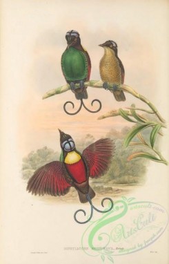 birds_of_paradise-00291 - 020-Bare-headed Bird of Paradise, lophorina respublica, diphyllodes respublica