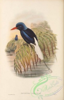 birds_of_paradise-00308 - 047-Numfor Paradise-Kingfisher, tanysiptera carolinae