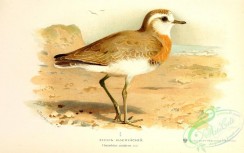 birds_of_russia-00044 - Caspian Plover, charadrius asiaticus