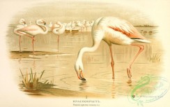 birds_of_russia-00069 - Greater Flamingo, phoenicopterus roseus