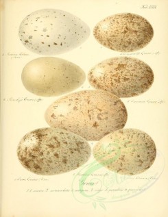 birds_parts_eggs-00595 - image [2617x3382]