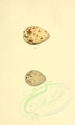 birds_parts_eggs-01115 - image [1953x3255]