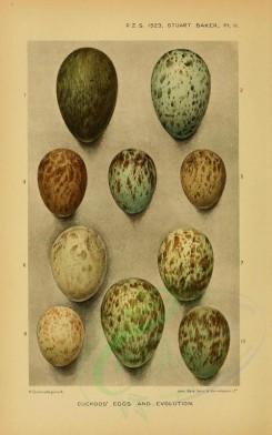 birds_parts_eggs-01341 - image [2022x3232]