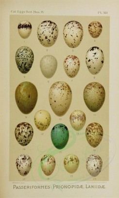 birds_parts_eggs-01744 - image [1461x2421]