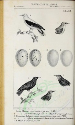 birds_parts_eggs-02133 - (black-and-white) [2460x4108]