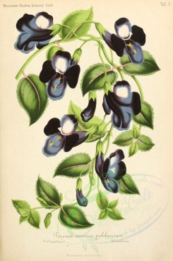 blue_flowers-00016 - torenia asiatica pulcherrima [1972x2966]