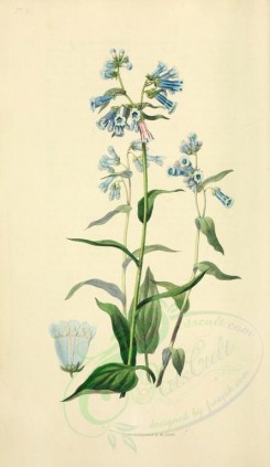blue_flowers-00027 - 08-Daurian Lungwort - pulmonaria davurica [2001x3450]
