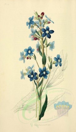 blue_flowers-00028 - 10-Panicled Bugloss - anchusa paniculata [2001x3450]