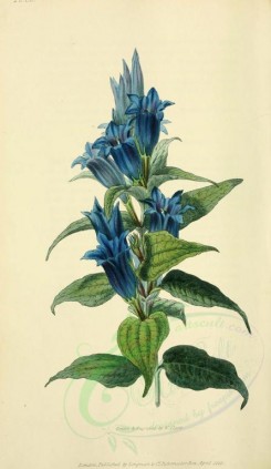 blue_flowers-00031 - 38-Swallow-wort Gentian - gentiana asclepiadea [2001x3450]