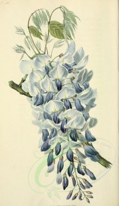 blue_flowers-00033 - 46-Chinese Glycine - glycine sinensis [2001x3450]