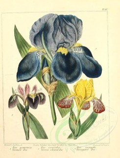 blue_flowers-00036 - German Iris, Various coloured Iris, Variegated Iris - iris germanica, iris versicolor, iris variegata [2348x3089]