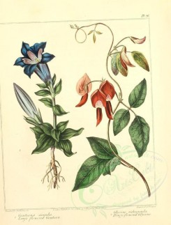 blue_flowers-00038 - Large flowered Gentian, Dingy-flowered Glycine - gentiana acaulis, glycine rubicunda [2348x3089]