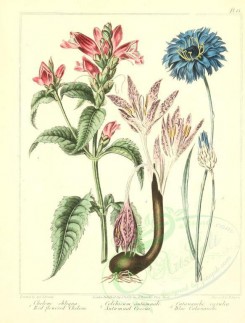 blue_flowers-00041 - Red flowered Chelone, Autumnal Crocus, Blue Catananche - chelone obliqua, colchicum autumnale, catananche caerulea [2348x3089]