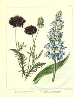 blue_flowers-00042 - Sweet Scabious, Bell-flowered Squill - scabiosa atropurpurea, scilla campanulata [2348x3089]