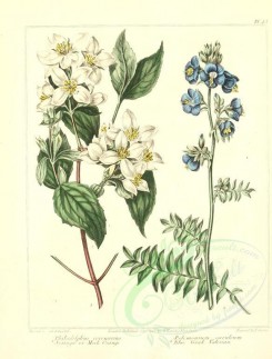blue_flowers-00043 - Syringa or Mock Orange, Blue Greek-Valerian - philadelphus coronarius, polemonium caeruleum [2348x3089]