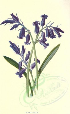 blue_flowers-00056 - Hyacinth [1704x2772]