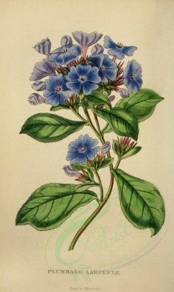blue_flowers-00068 - plumbago larpentae [2333x3898]